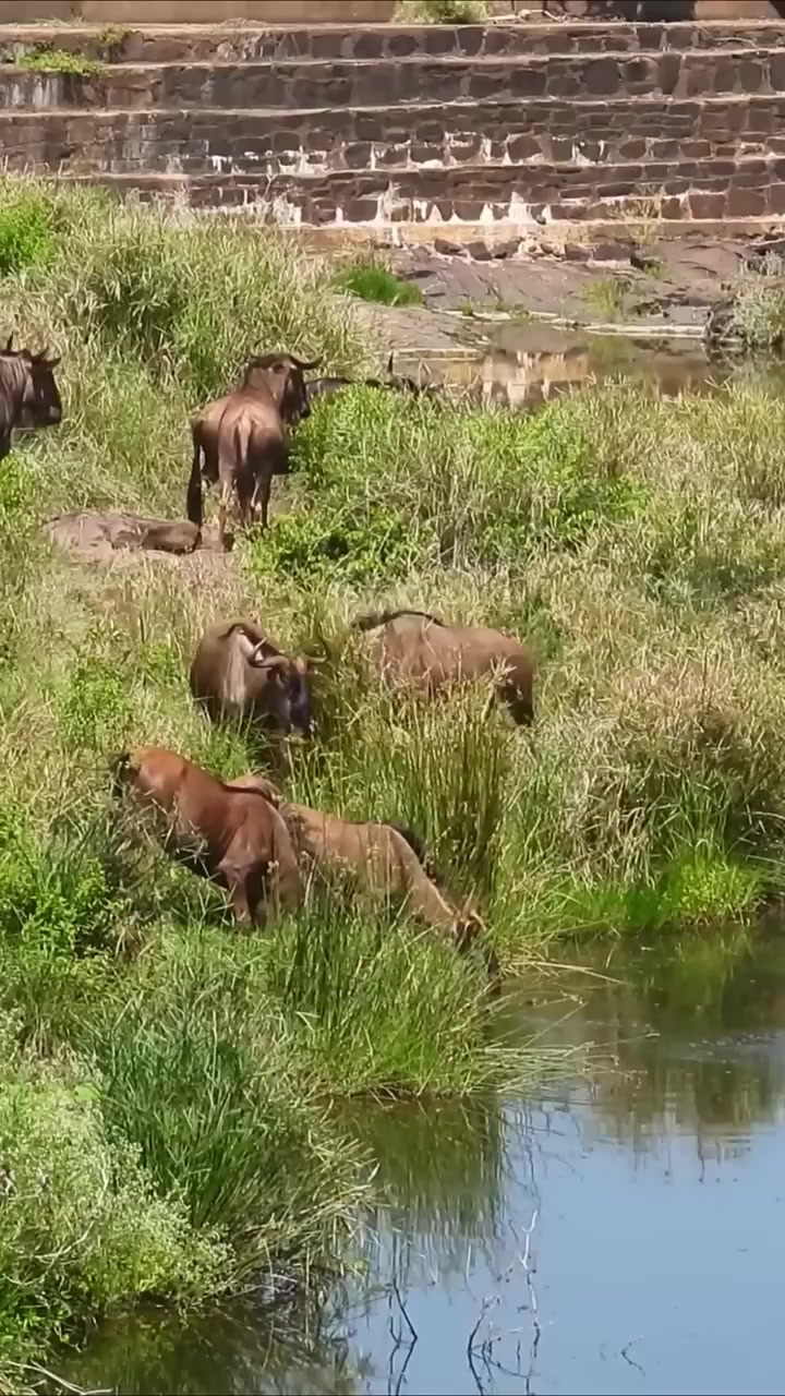 当角马被鳄鱼捕获，另一条巨大的鳄鱼闻讯而来，一口就将角马吞噬