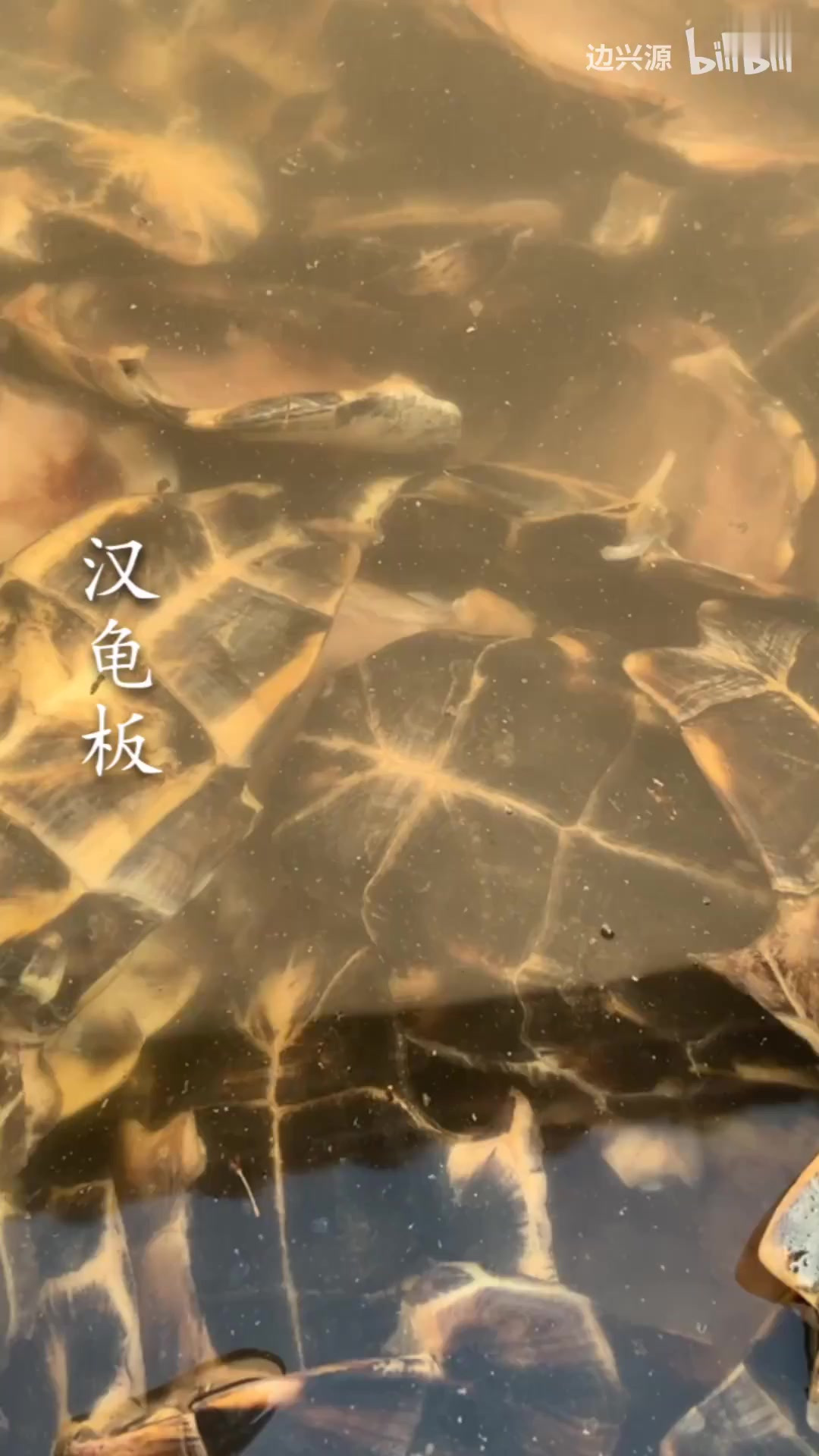 中药炮制醋龟板……