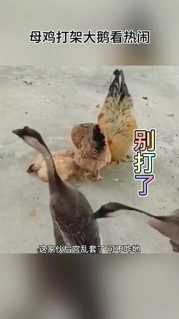 母鸡打架公鸡拉架!大鹅在旁边看热闹