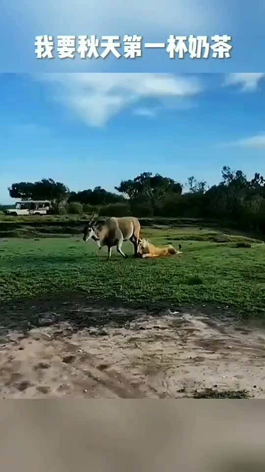 我要秋天的第一杯奶茶，快要秋天的第一根羊腿吧