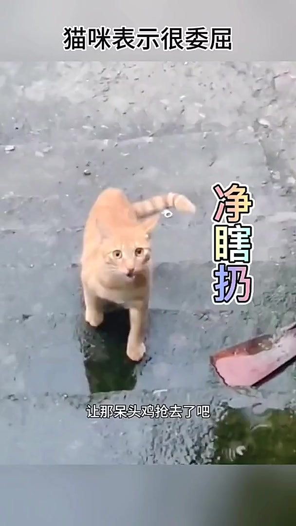 猫咪的鱼被鸡抢走!真是太委屈了