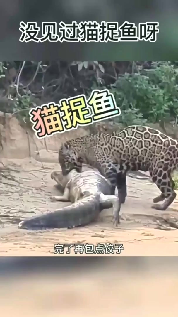 拍什么拍!没见过猫捉鱼呀