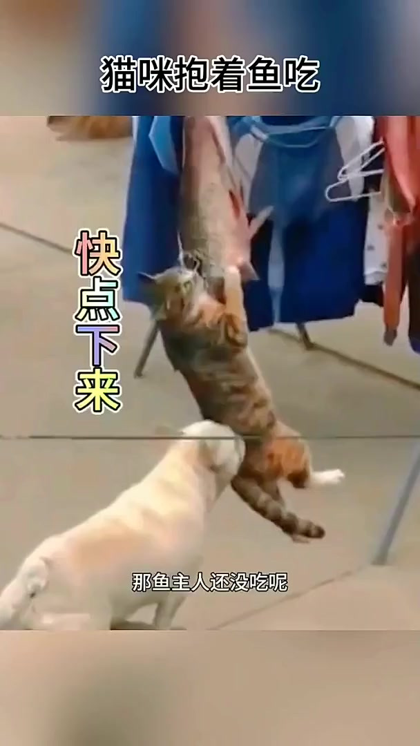猫咪抱着鱼吃,狗子根本就拦不住
