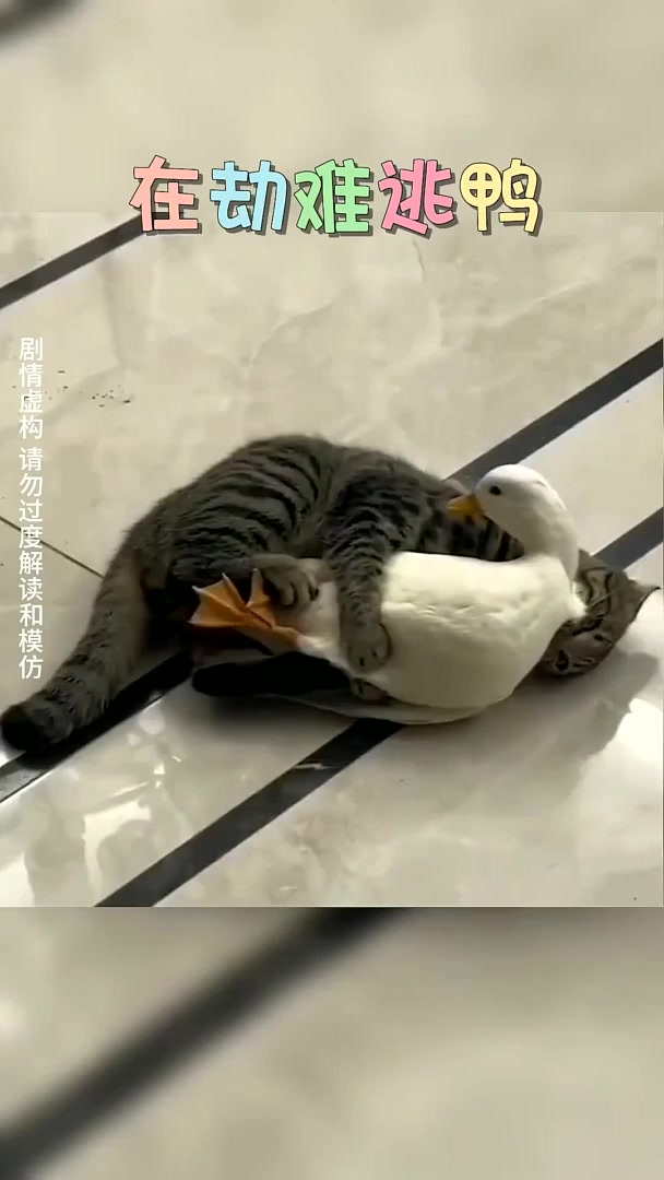 猫和鸭子都啥人品