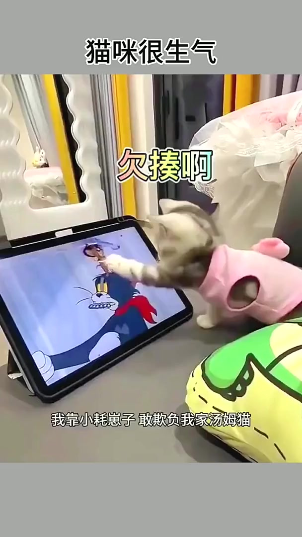 猫咪一时激动!差点摔坏平板