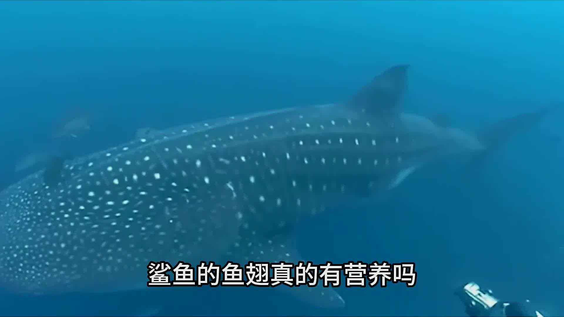 鲨鱼的鱼翅好吃吗