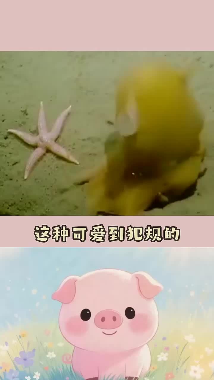 每天分享一个冷知识:可爱到犯规的小章鱼