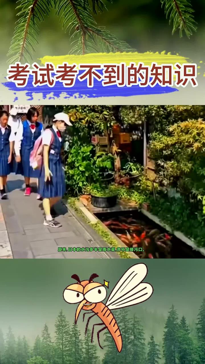 第一次听说,下水道还能养锦鲤!