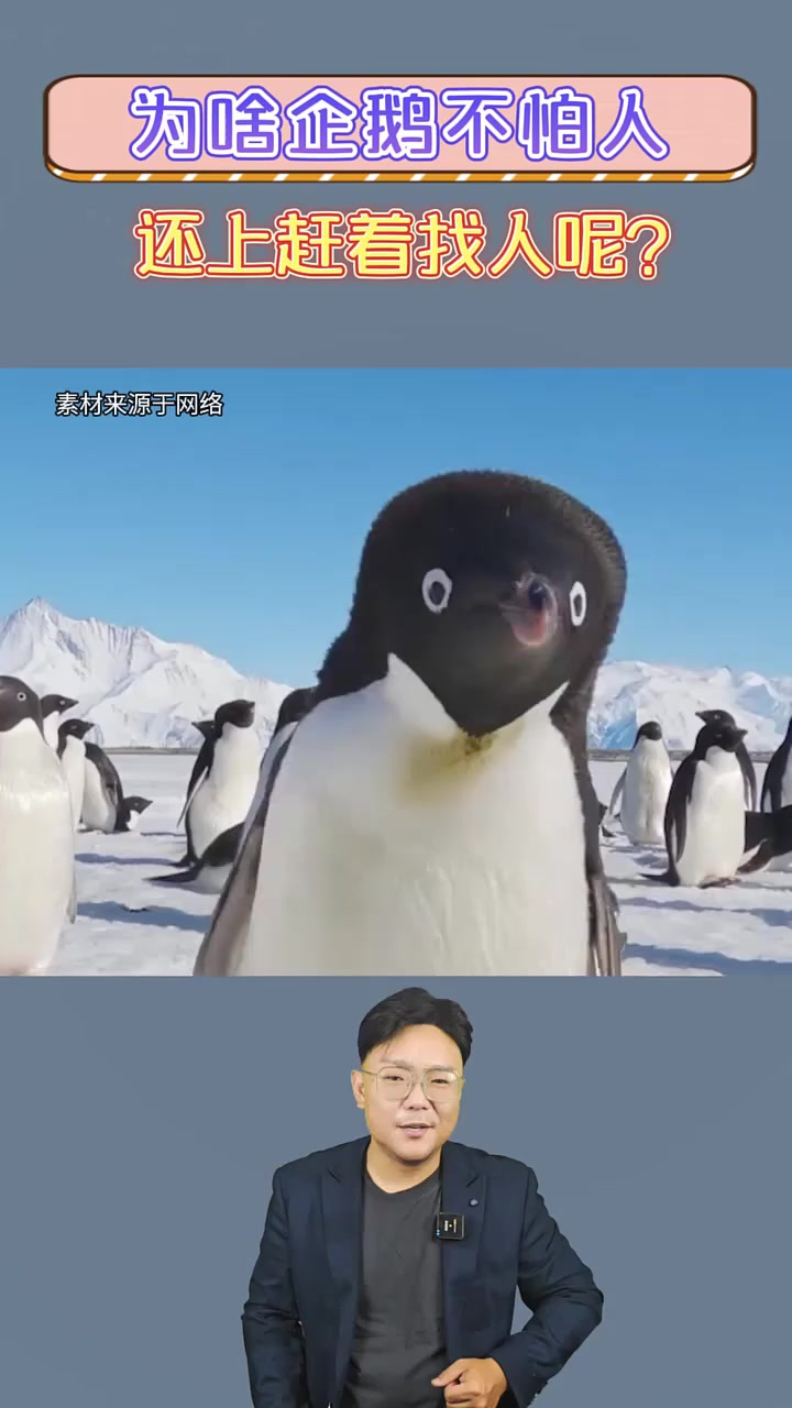 为啥企鹅不怕人，还把我们当成他们的同类呢？涨知识了