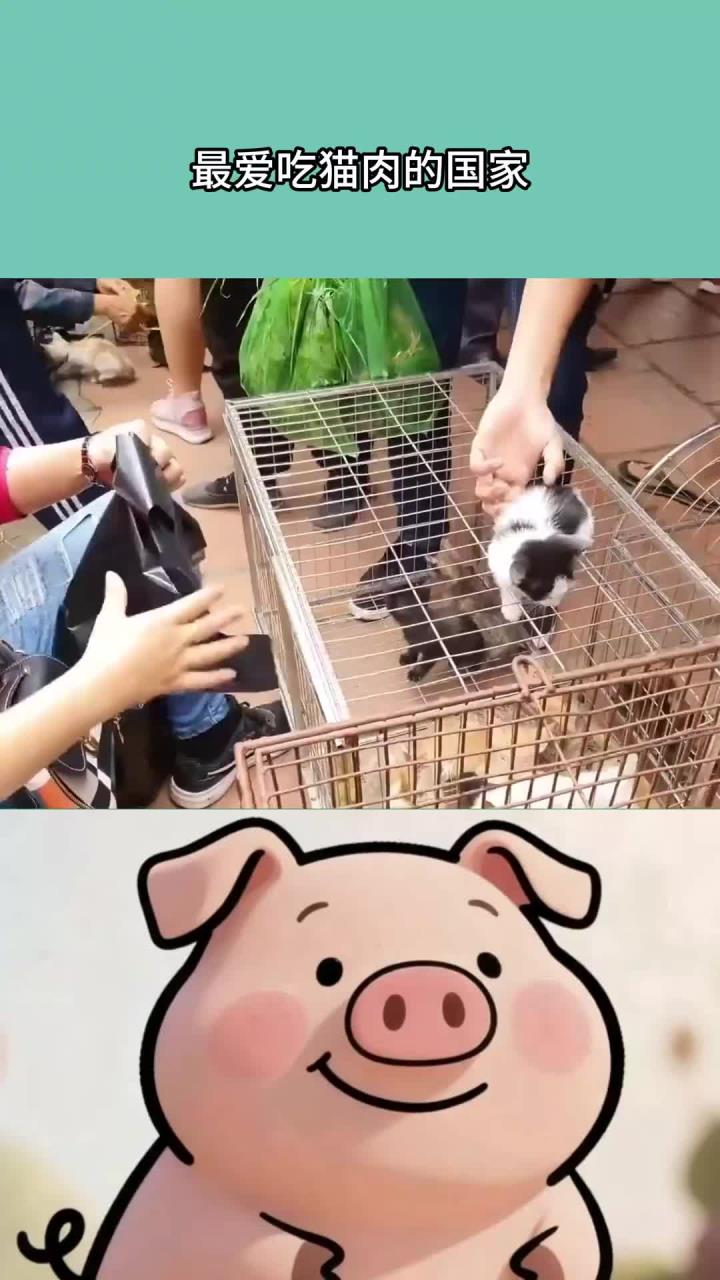 每天分享一个冷知识:最爱吃猫肉的国家