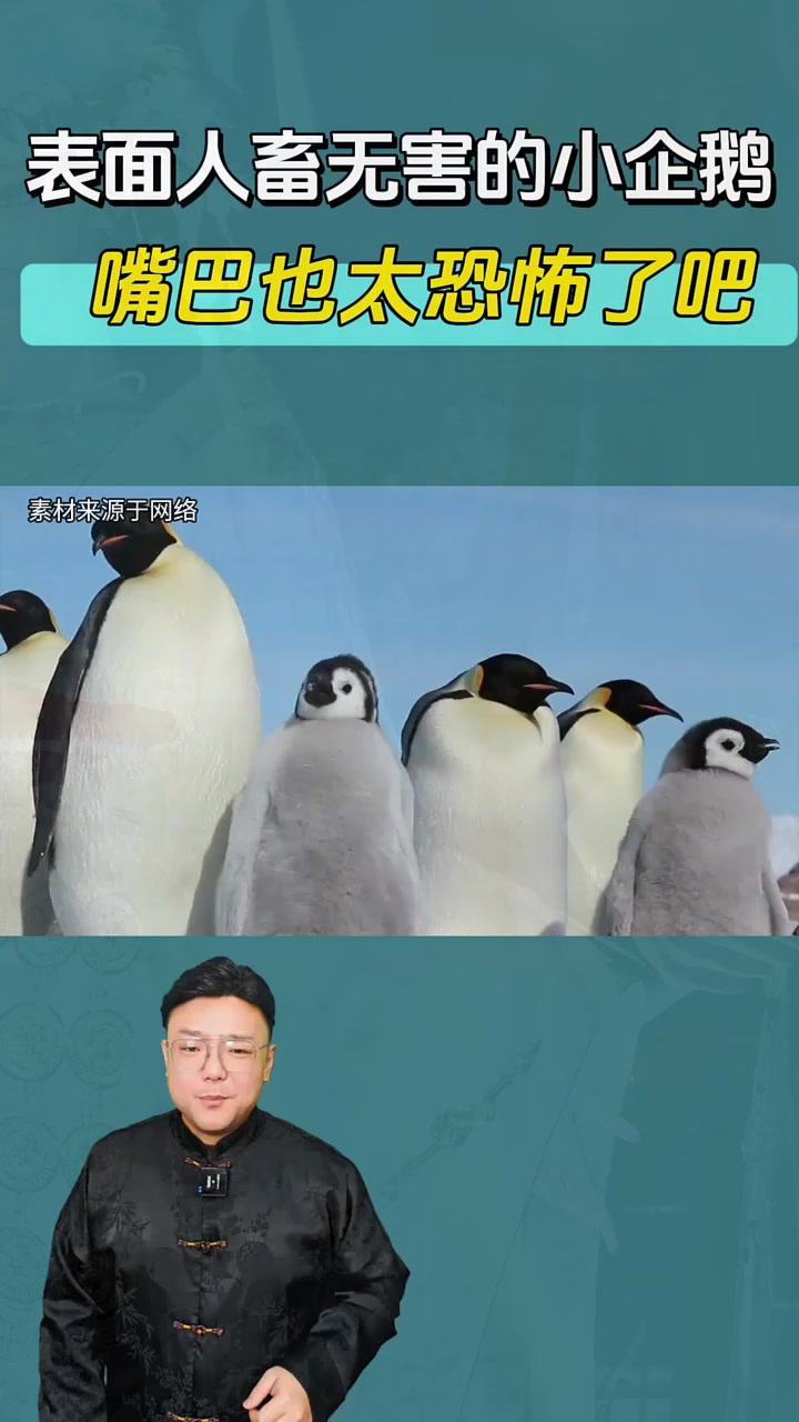 表面人畜无害的小企鹅,一张嘴怎么这么恐怖啊!涨知识了!