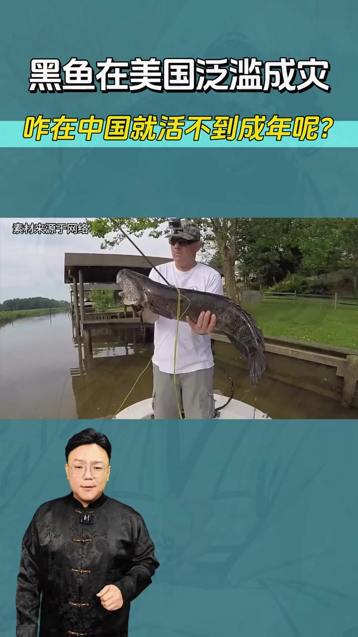 黑鱼在美国泛滥成灾，咋在中国就活不到成年呢？涨知识了