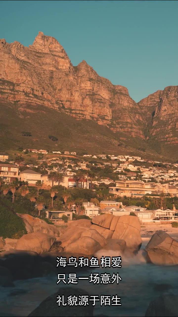 海鸟和鱼相爱,只是一场意外