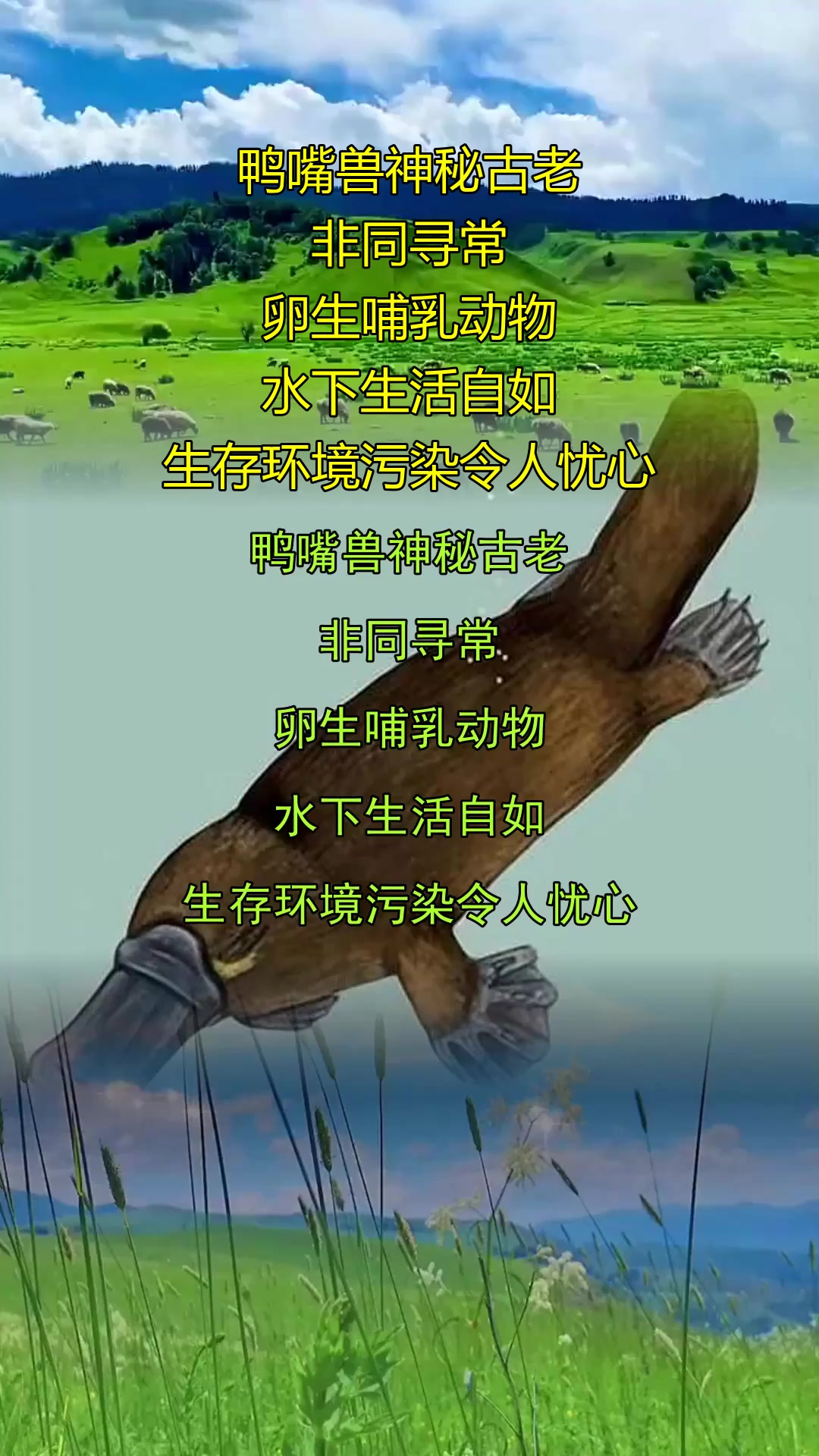 鸭嘴兽神秘古老,非同寻常,卵生哺乳动物,水下生活自如,生存环