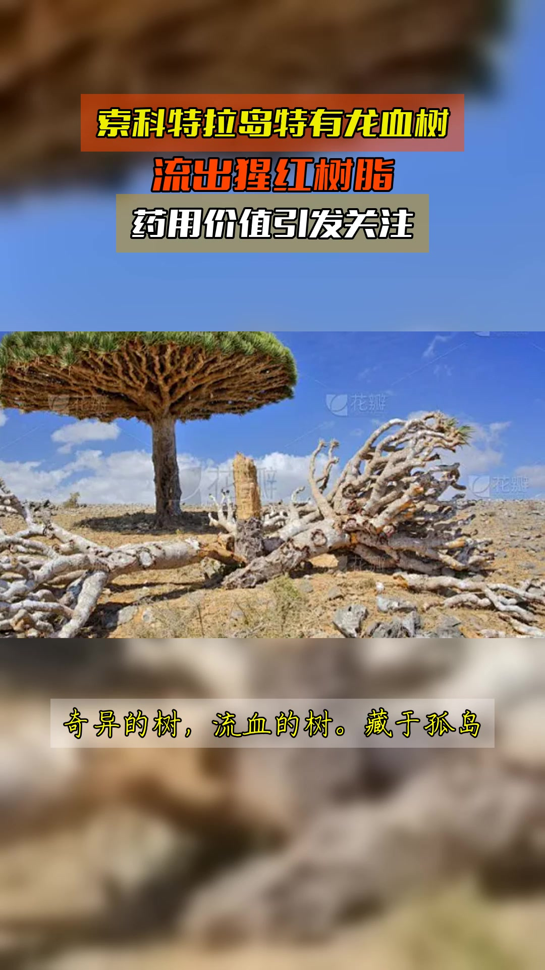 索科特拉岛特有龙血树，流出猩红树脂，药用价值引发关注