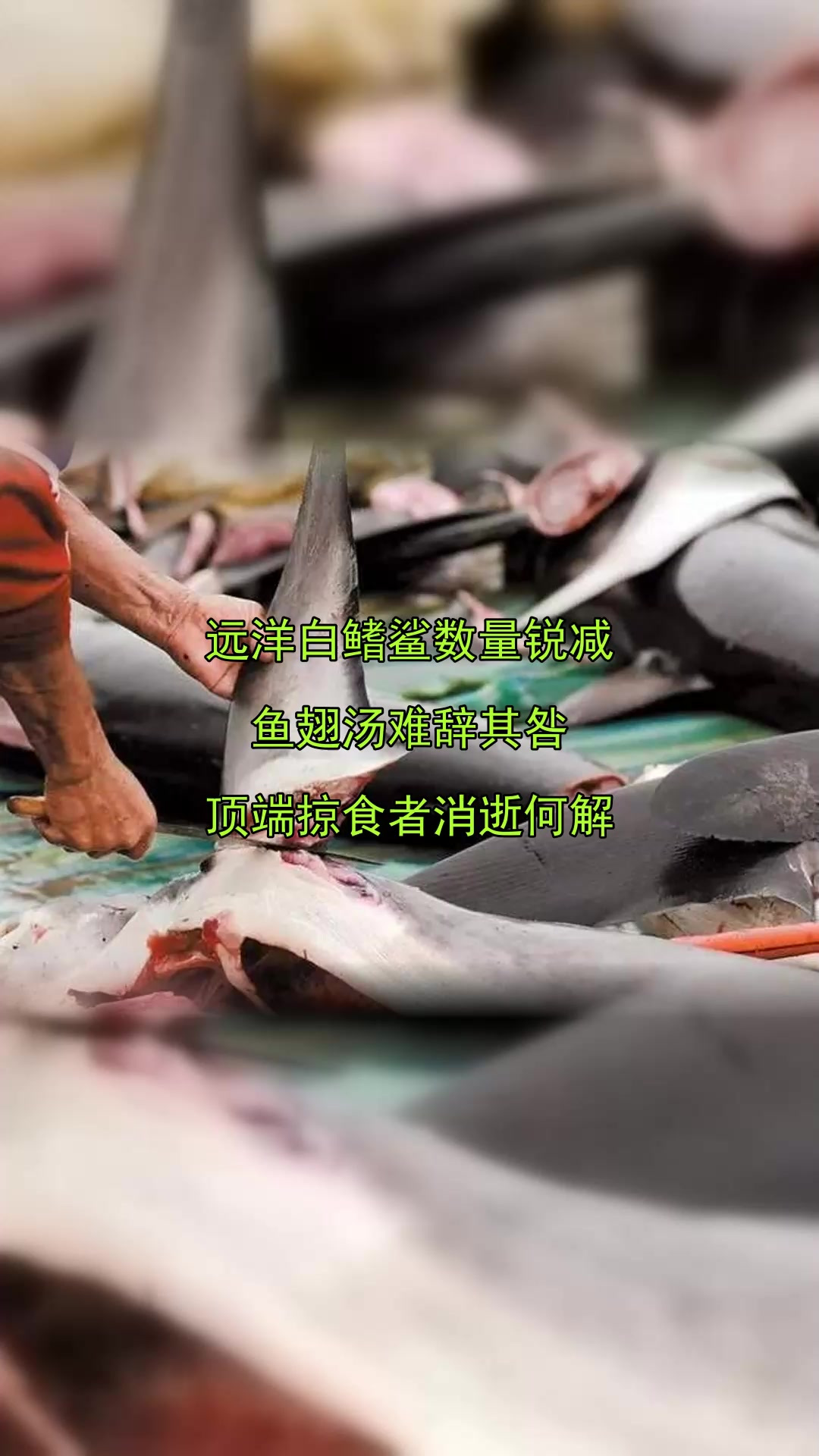 远洋白鳍鲨数量锐减，鱼翅汤难辞其咎，顶端掠食者消逝何解