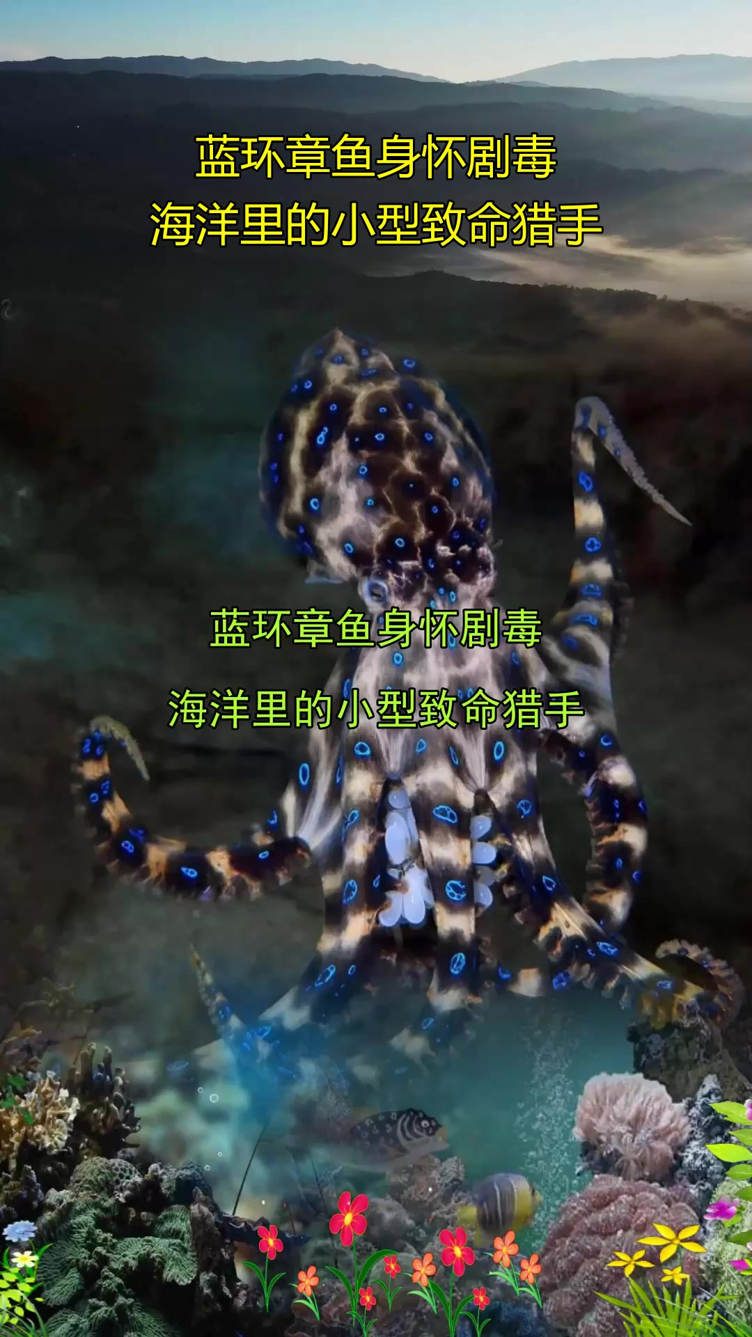 蓝环章鱼身怀剧毒，海洋里的小型致命猎手