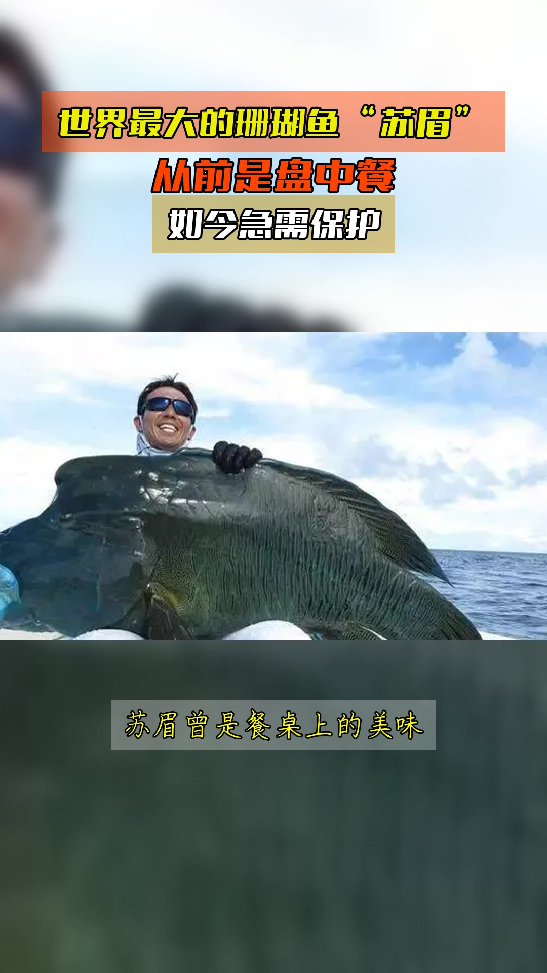 世界最大的珊瑚鱼“苏眉”,从前是盘中餐,如今急需保护