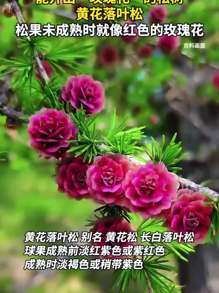 能开出“玫瑰花”的松树,黄花落叶松,松果未成熟时就像红色的玫