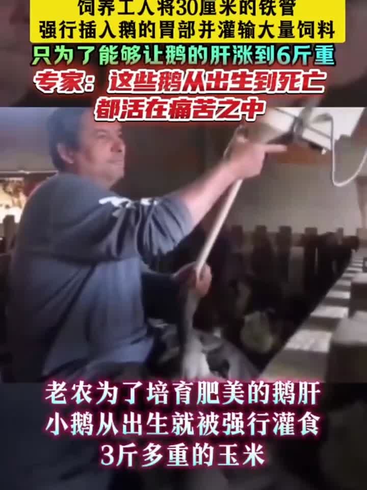 “法国鹅肝”被称为世界上最残忍美食的!你吃过吗?
