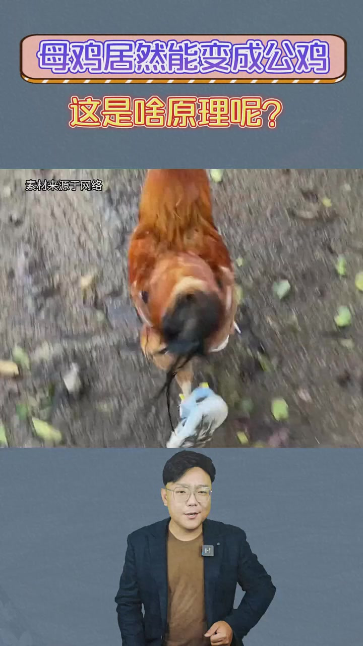 母鸡竟然能变成公鸡?变性之后还能不能有娃呢?涨知识了