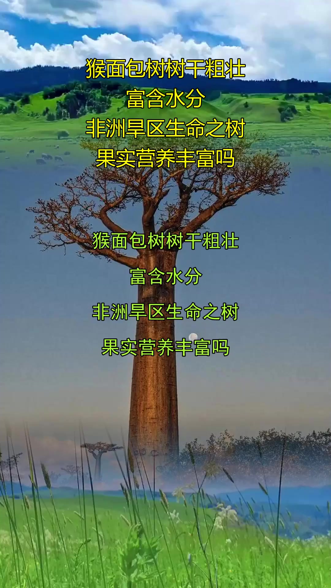 猴面包树树干粗壮,富含水分,非洲旱区生命之树,果实营养丰富吗
