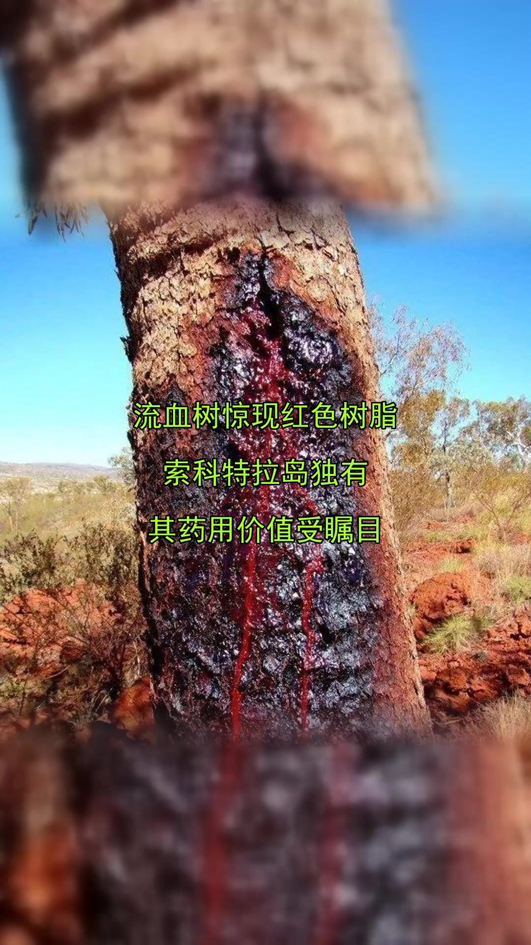 流血树惊现红色树脂,索科特拉岛独有,其药用价值受瞩目