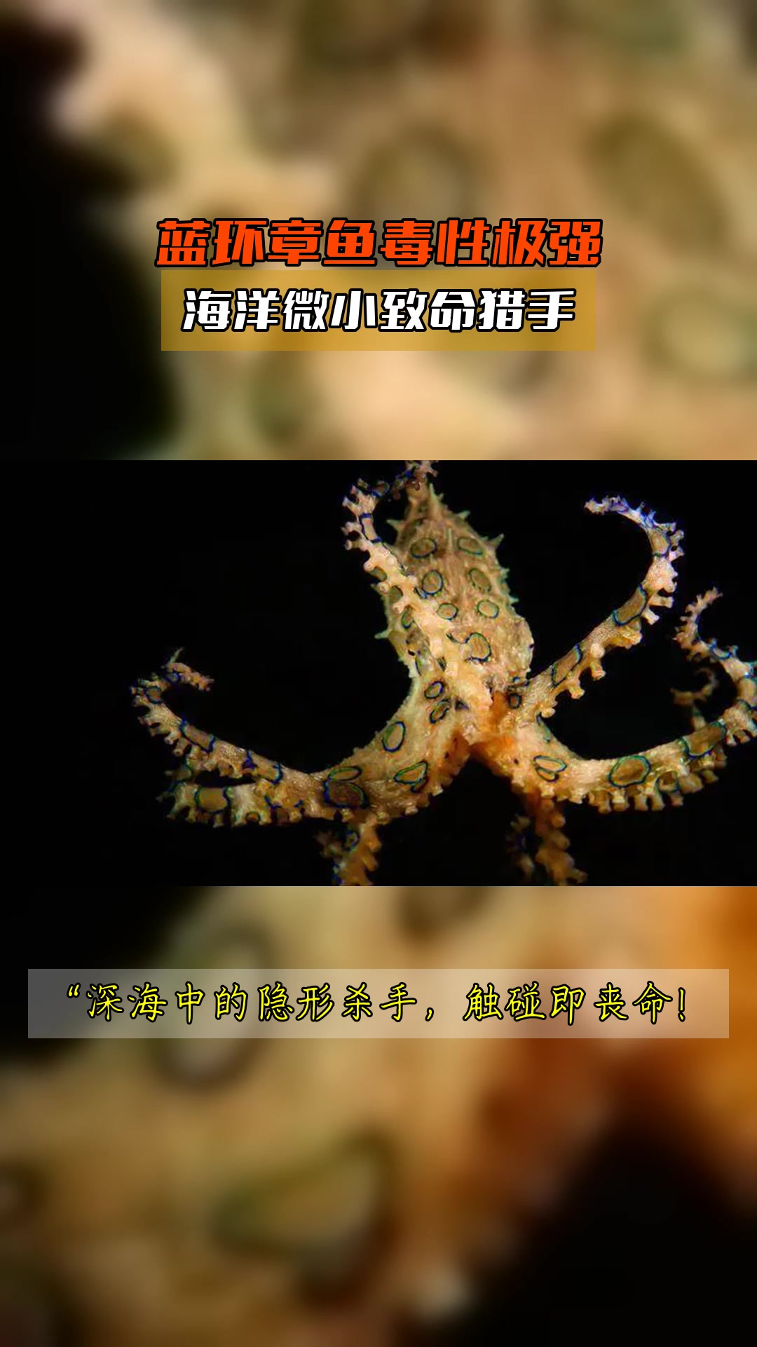 蓝环章鱼毒性极强,海洋微小致命猎手