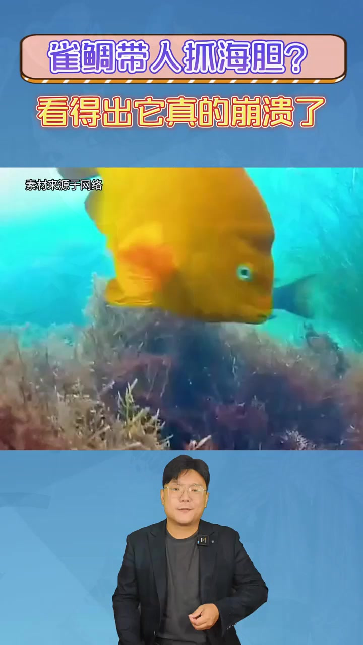 雀鲷带人抓海胆?第一次在一条鱼脸上,看到这么崩溃的表情