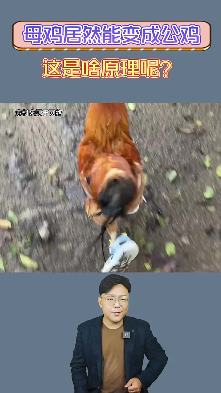 母鸡竟然能变成公鸡?变性之后还能不能有娃呢?涨知识了
