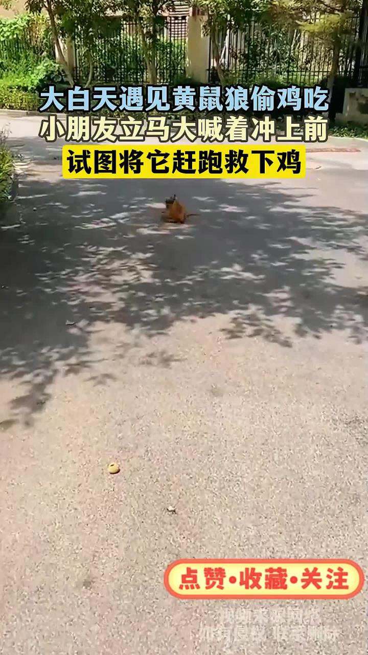 大白天遇见黄鼠狼偷鸡吃,小朋友立马大喊着冲上前