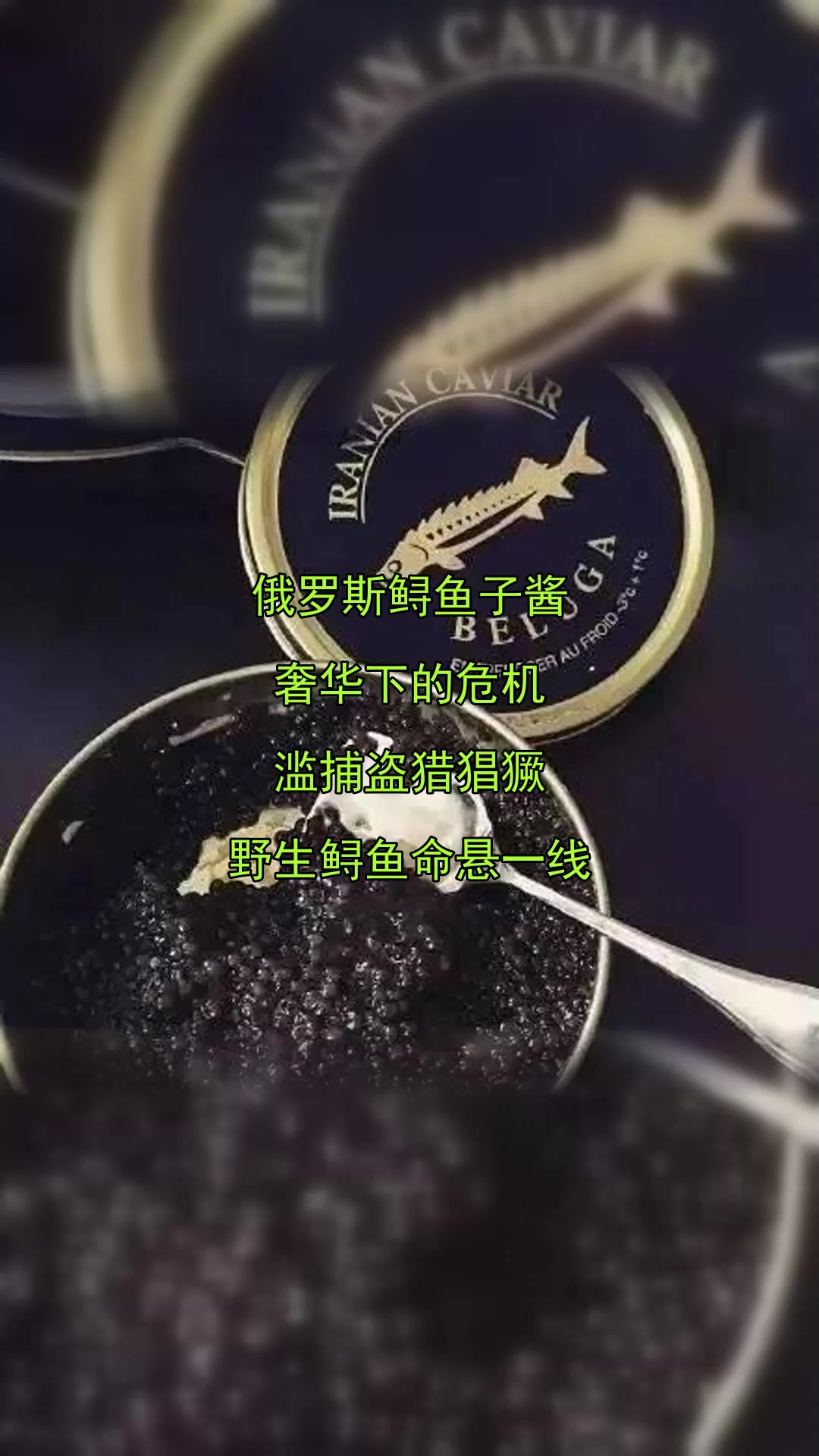 俄罗斯鲟鱼子酱，奢华下的危机，滥捕盗猎猖獗，野生鲟鱼命悬一线