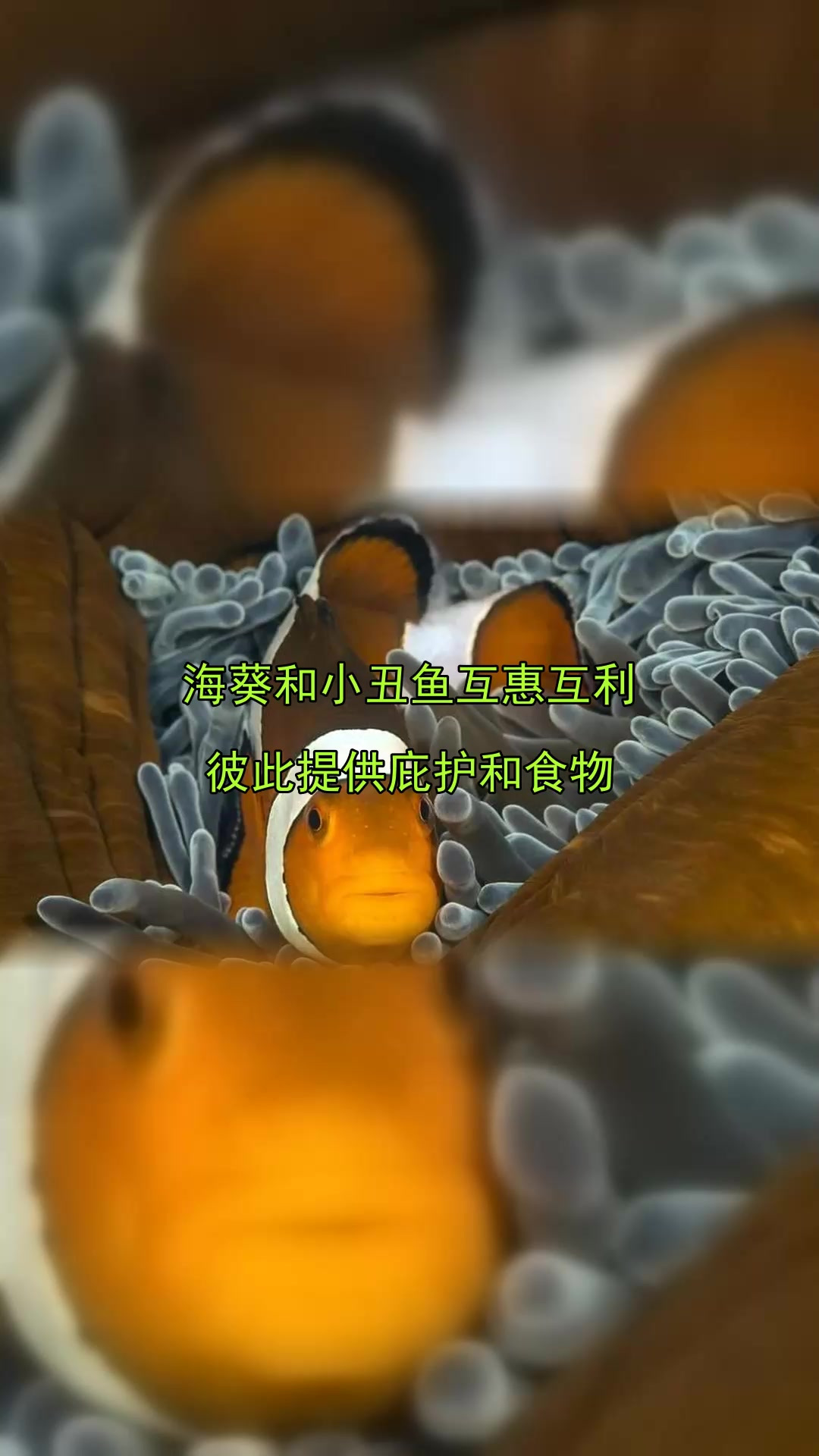 海葵和小丑鱼互惠互利,彼此提供庇护和食物