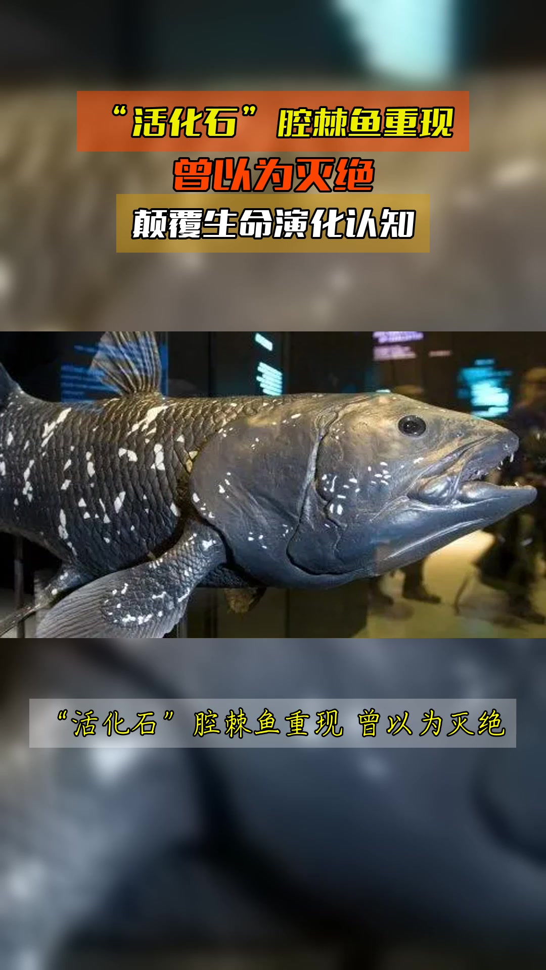 “活化石”腔棘鱼重现,曾以为灭绝,颠覆生命演化认知