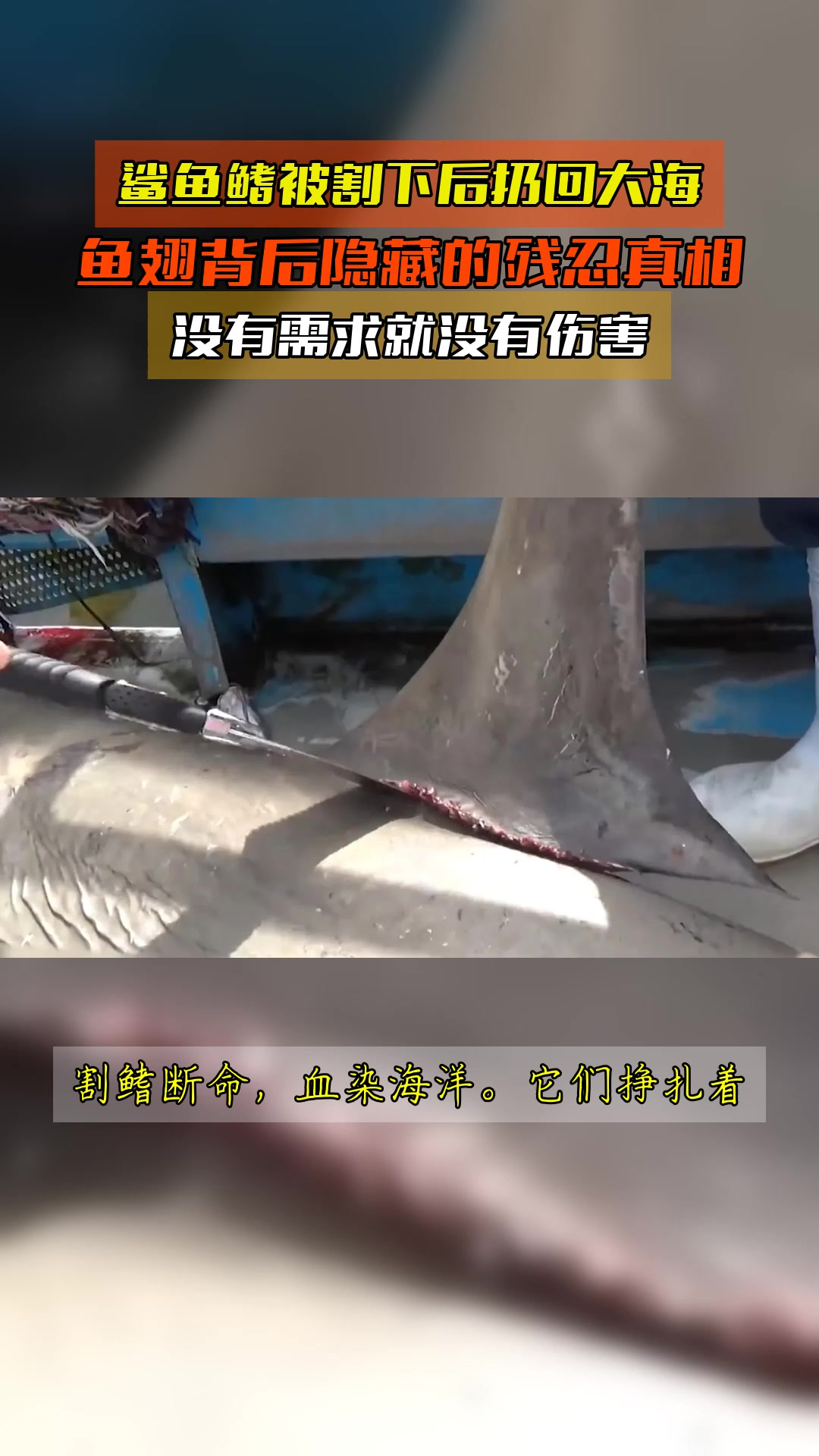 鲨鱼鳍被割下后扔回大海,鱼翅背后隐藏的残忍真相,没有需求就没