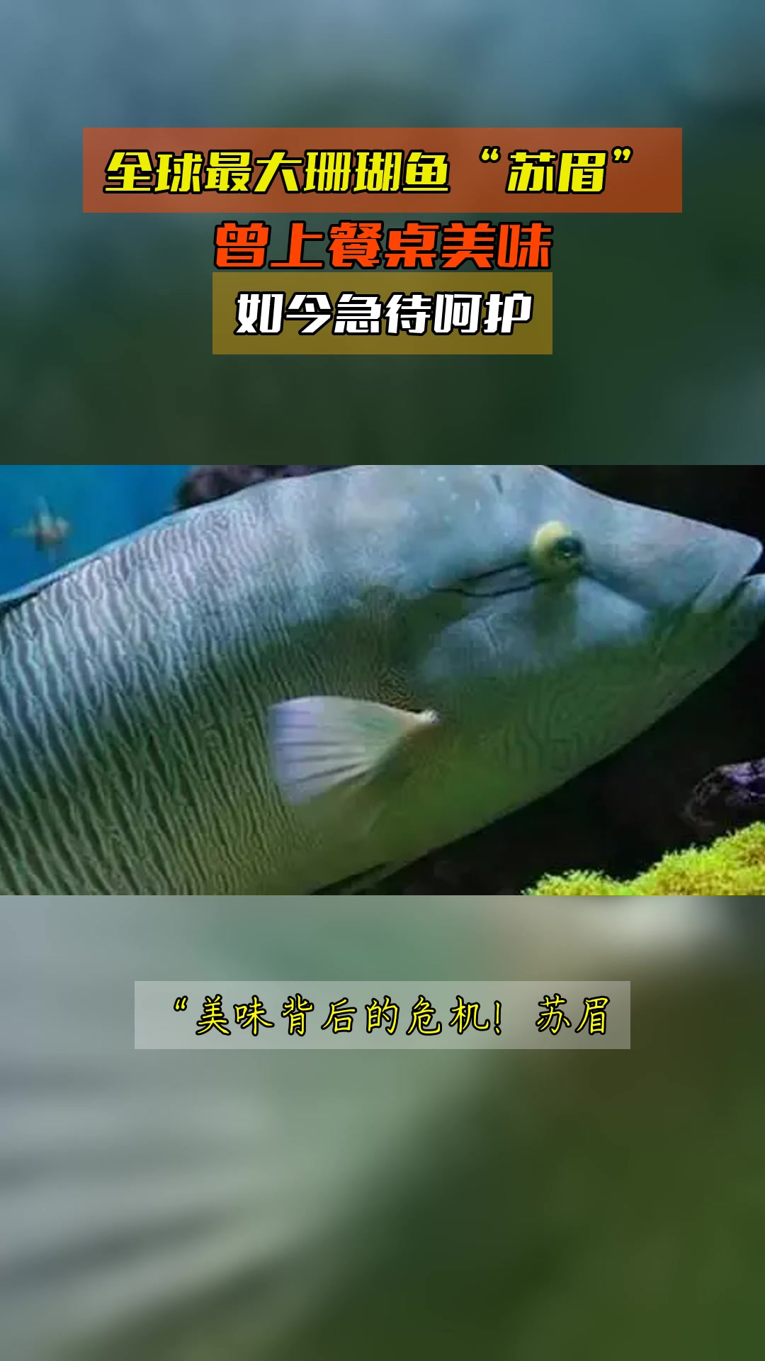 全球最大珊瑚鱼“苏眉”,曾上餐桌美味,如今急待呵护