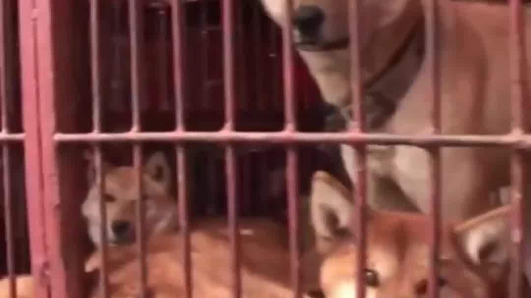 法律解读-韩国国会通过禁食狗肉法案:以食用目的宰杀将获刑,可