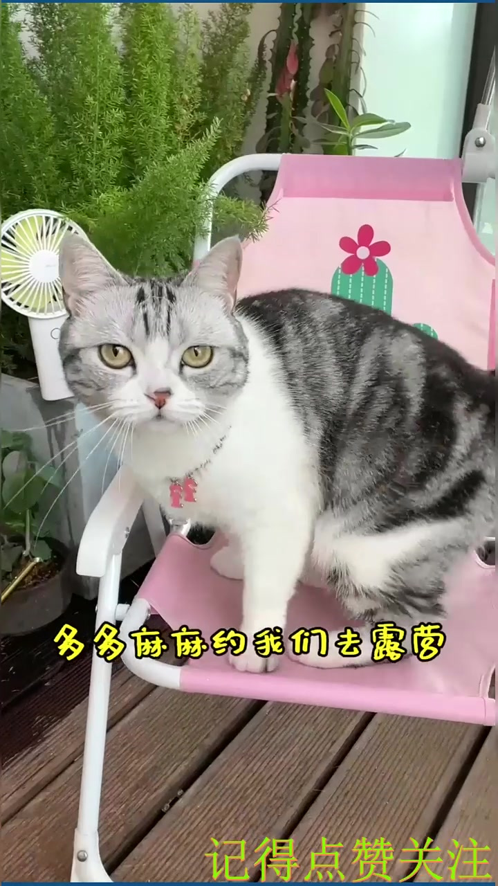 带泡芙坐着多多麻麻的新车车去露营啦～