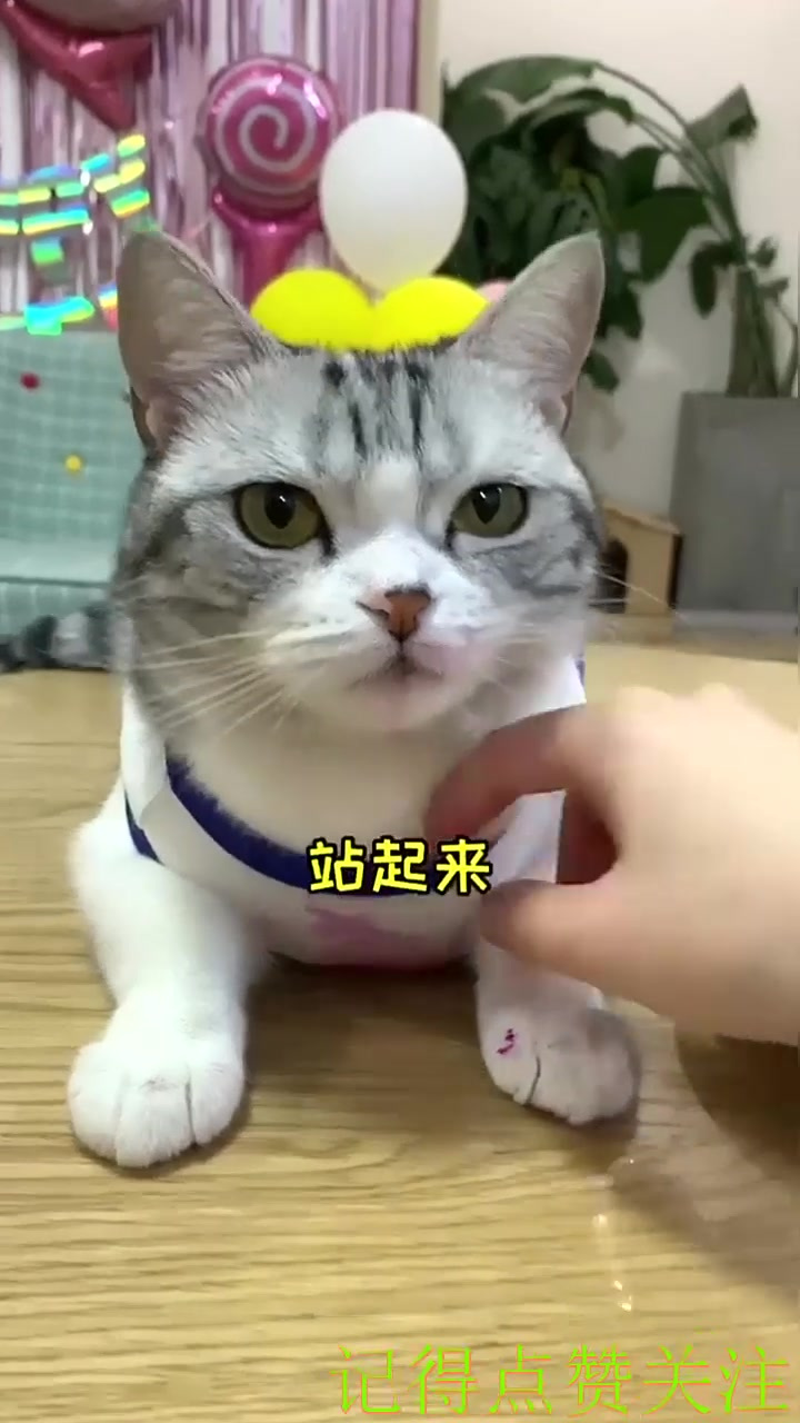 好久不见 今天献上爱吃火龙果的王泡芙