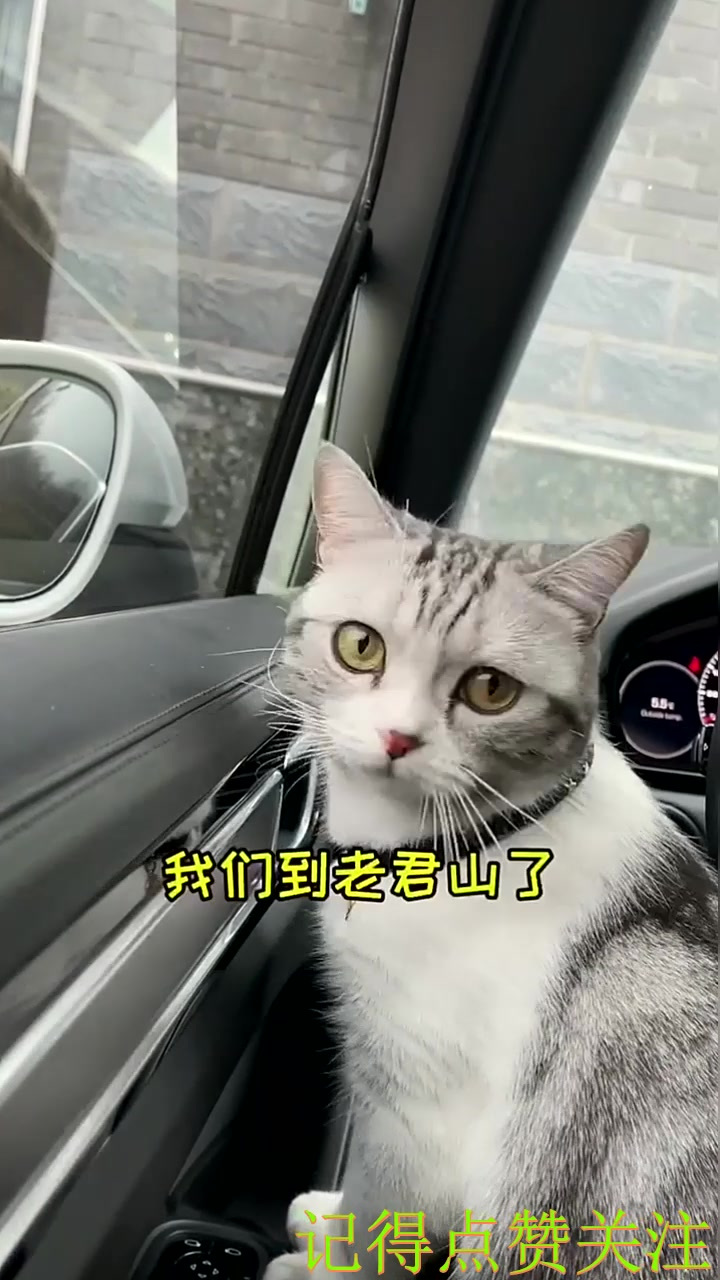 芙芙的第一次雪山之行，也是坐过缆车看过人间仙境的小猫咪啦