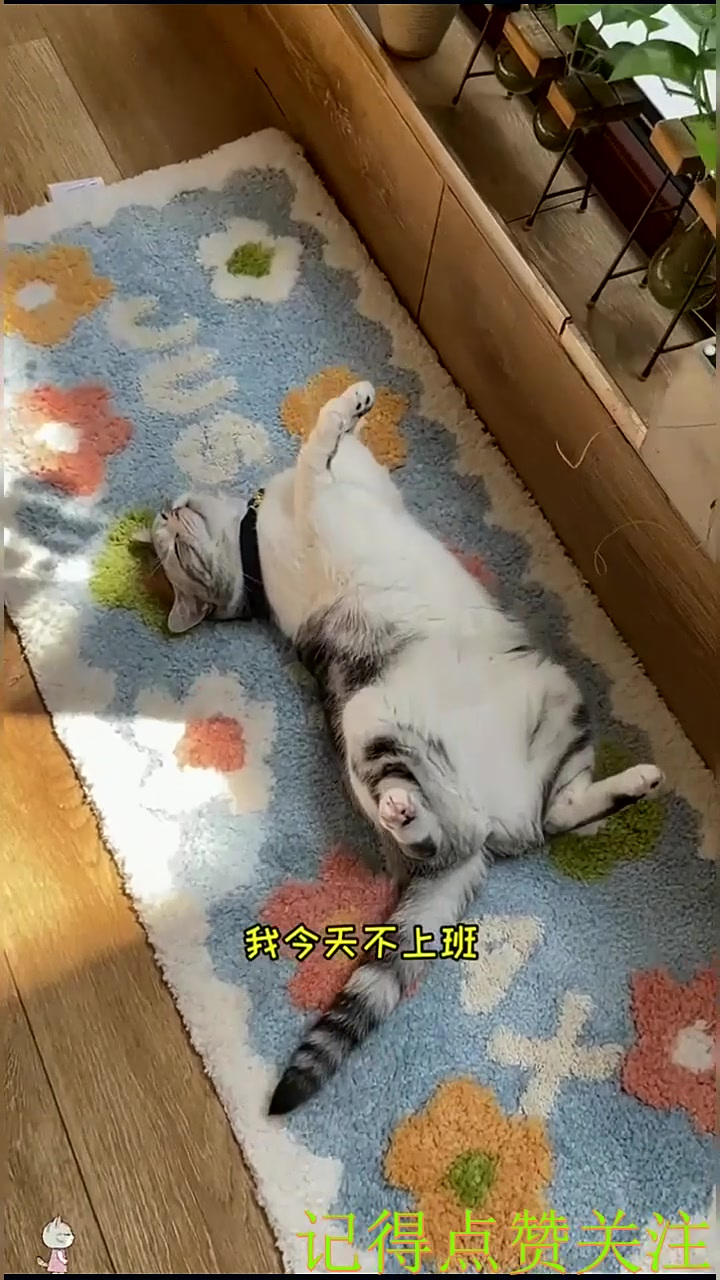 给泡芙做了些日常清洁 今天也是干净健康的小可爱