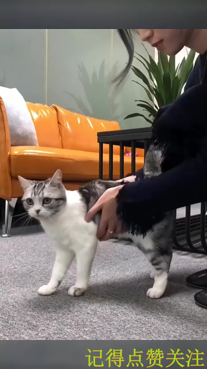 抖音粑粑从来不骗人 哈哈哈哈哈