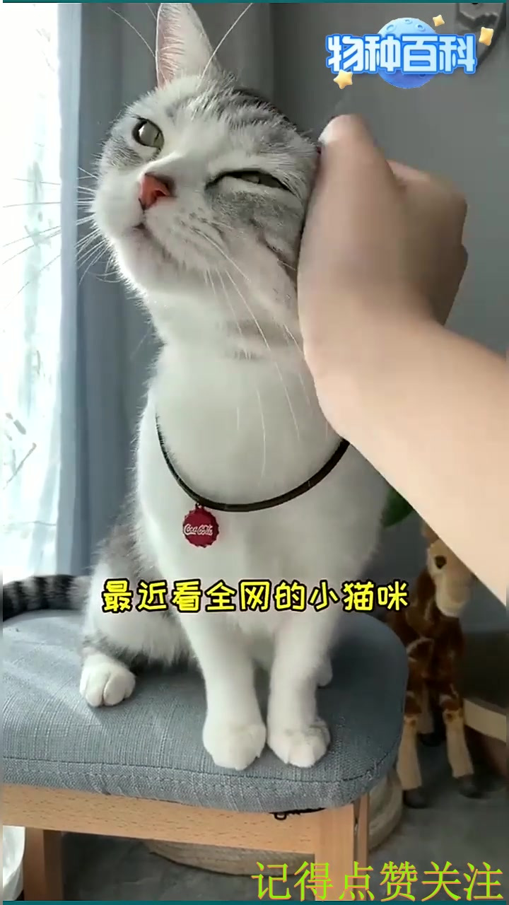 泡芙也学会变身啦,今天是帅芙芙!
