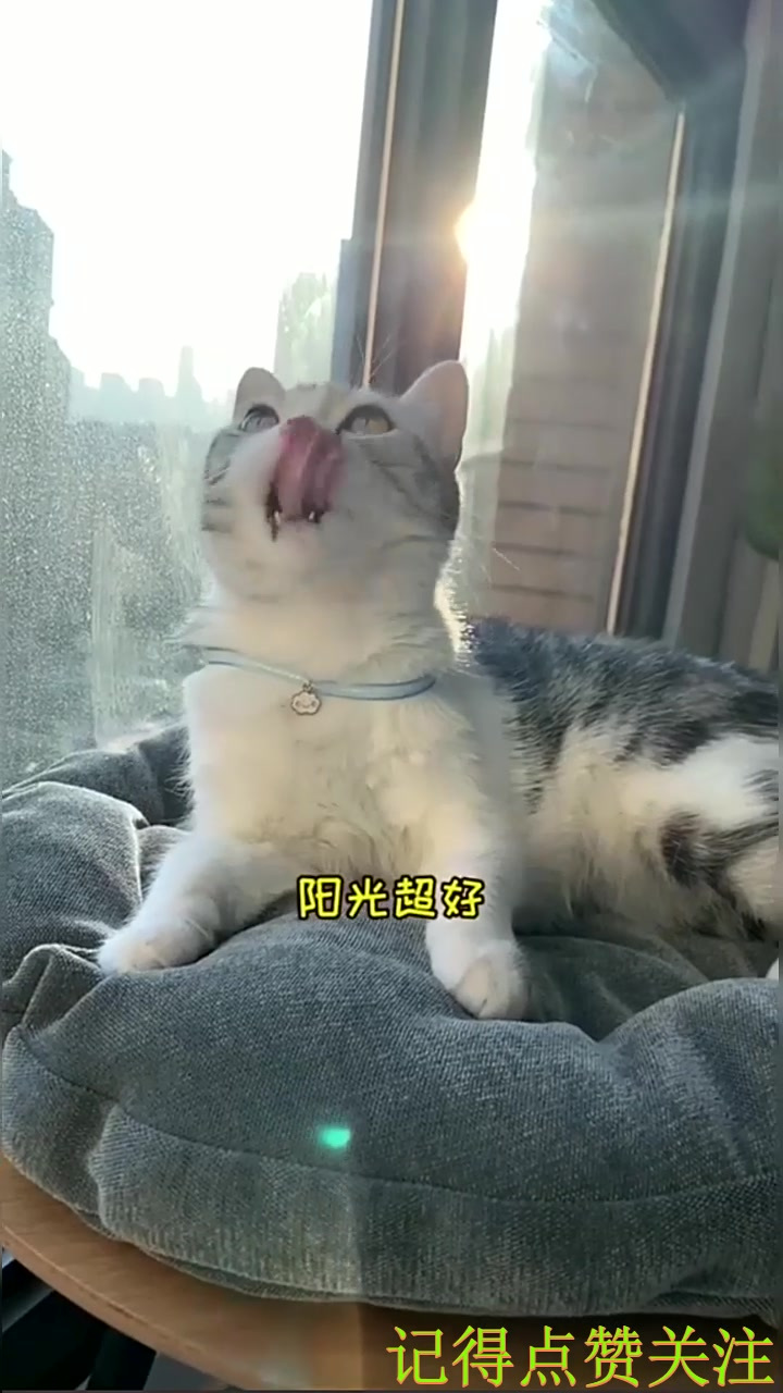 泡芙和安生一起种了猫草 期待发芽哦(1)