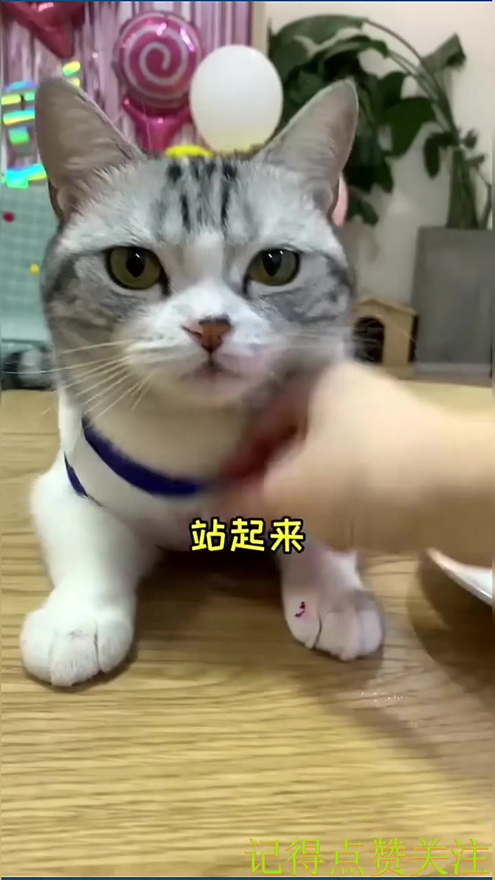 好久不见 今天献上爱吃火龙果的王泡芙