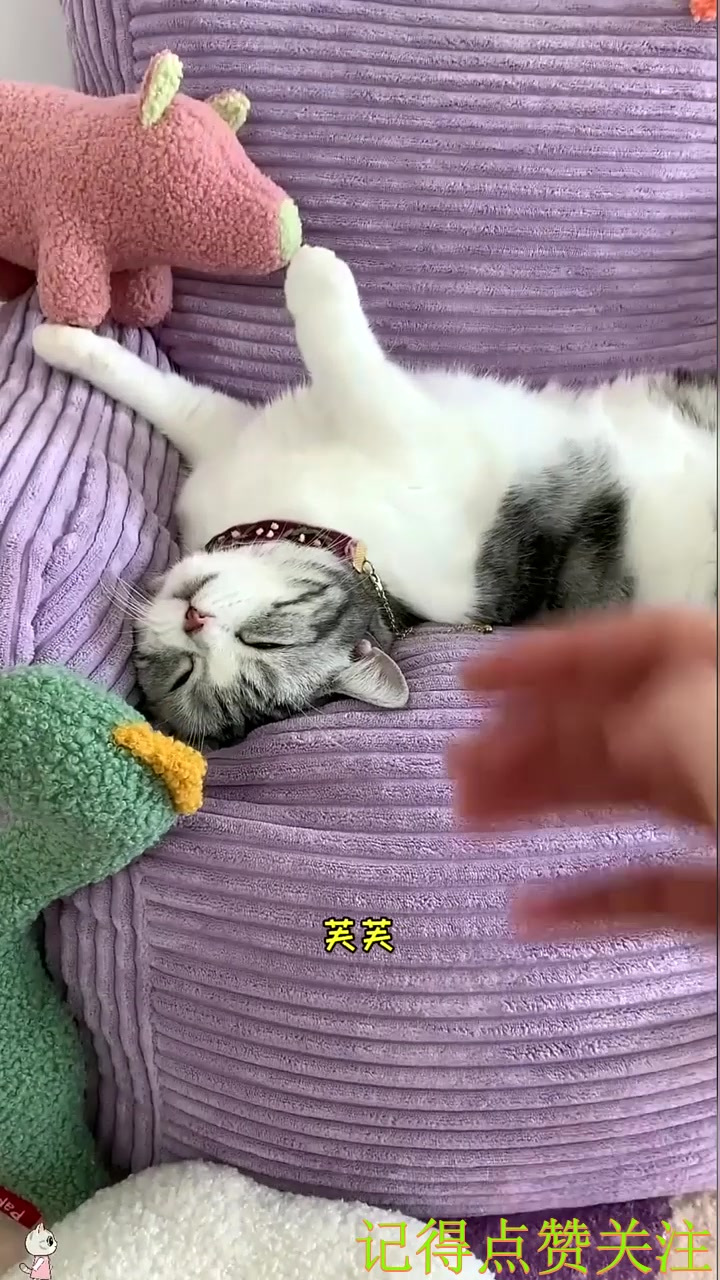 泡芙收到了新玩具 小猫咪是时候展现球技了(1)