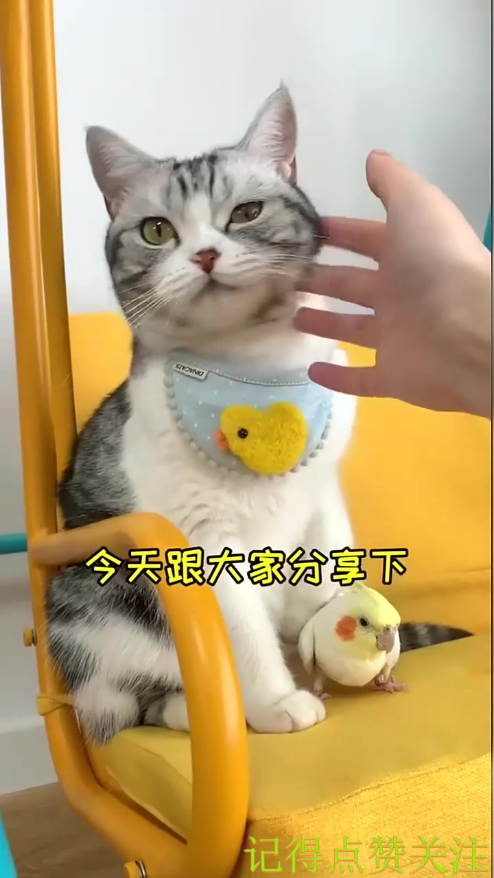 你知道小猫咪为什么要驱虫吗