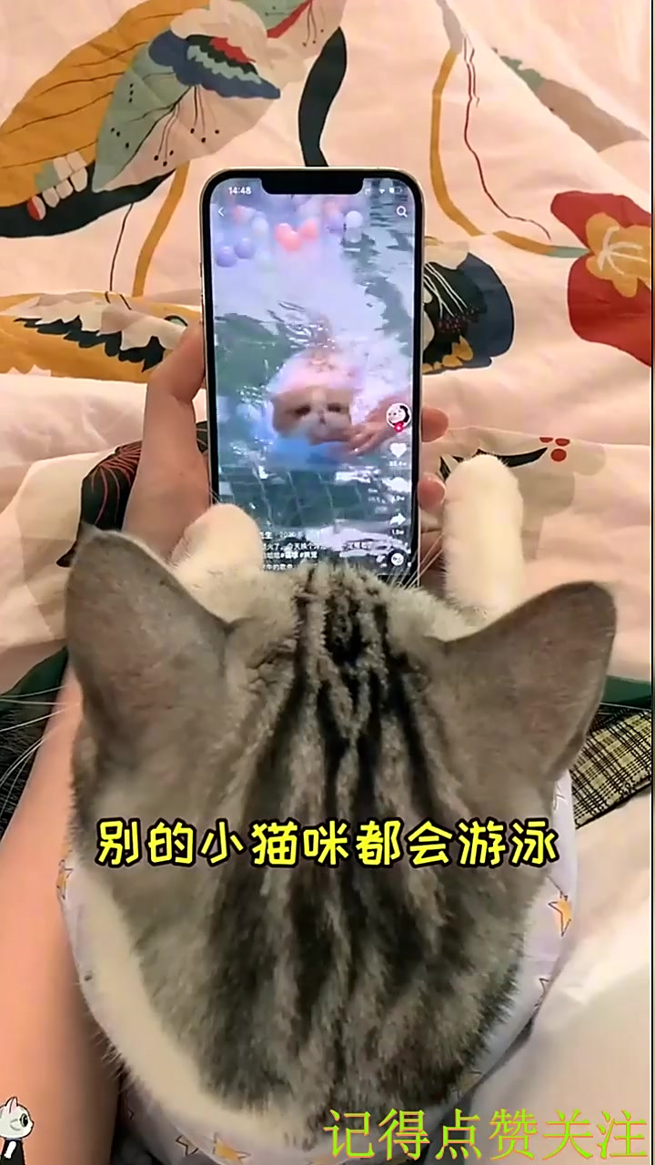 泡芙第一次尝试游泳 果然天性使然 超棒(1)