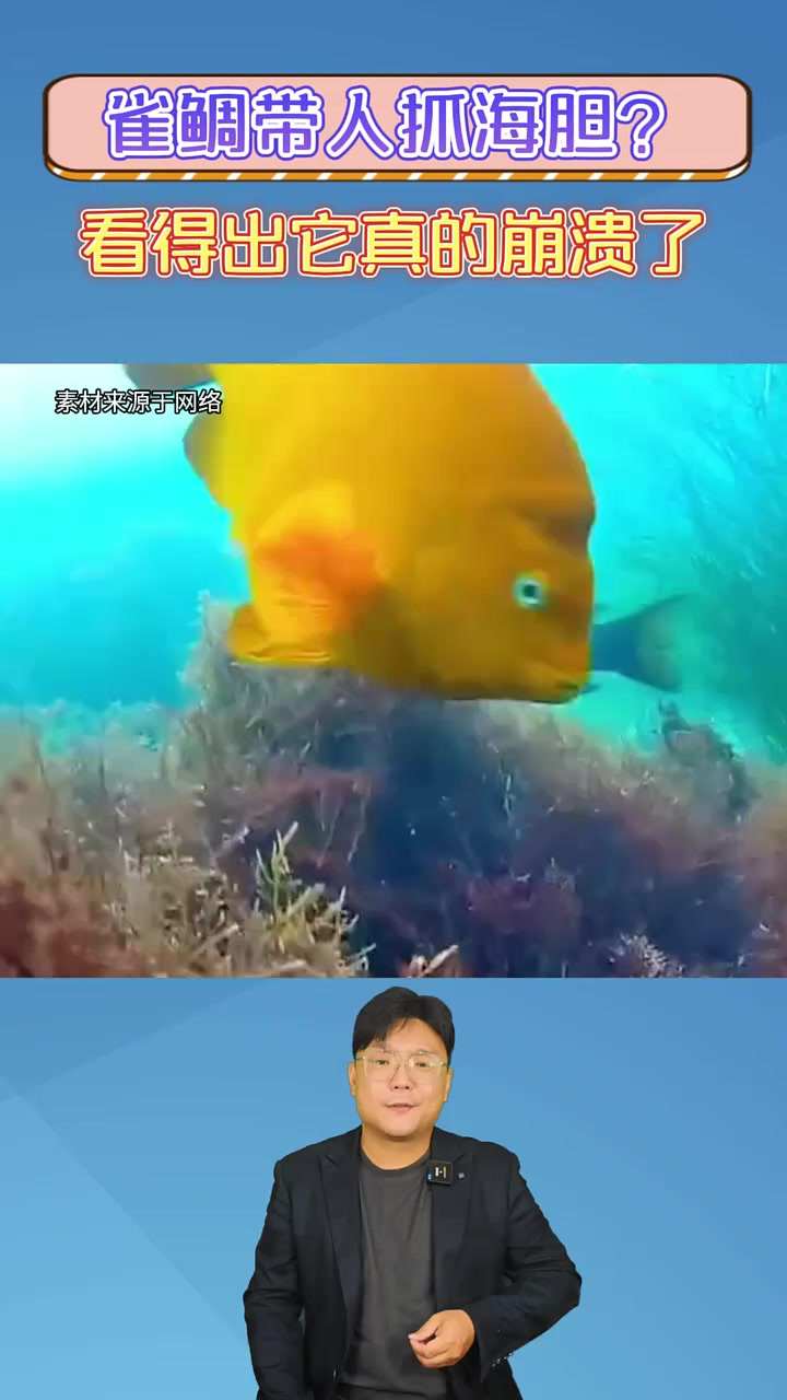 雀鲷带人抓海胆?第一次在一条鱼脸上,看到这么崩溃的表情