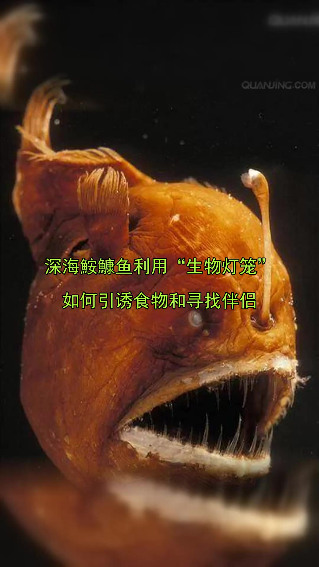 深海鮟鱇鱼利用“生物灯笼”,如何引诱食物和寻找伴侣